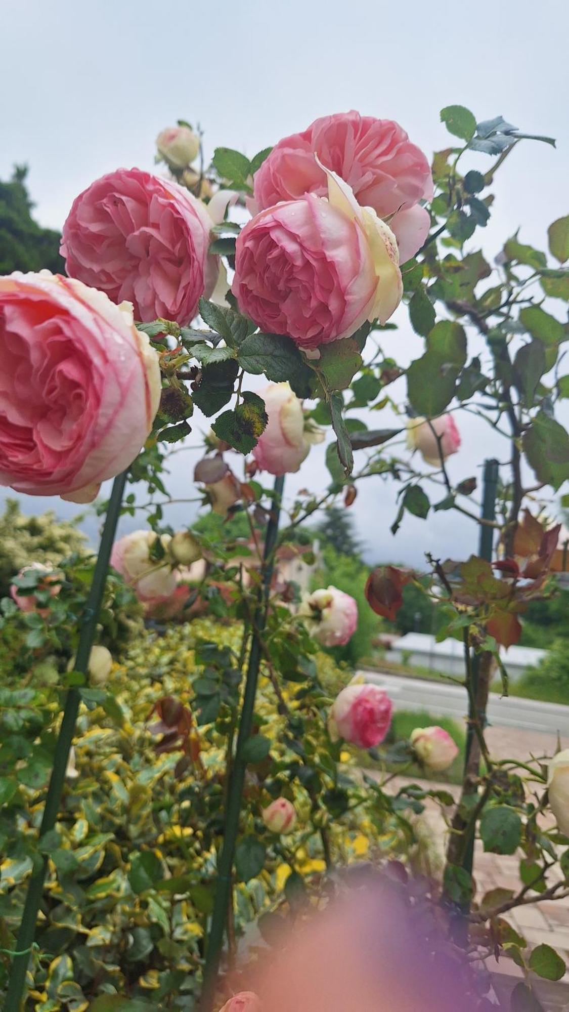 Guest House Flora Пазин Экстерьер фото